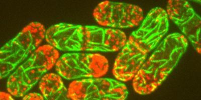 : Myosin-1 (red) at endocytic sites and eisosomes (green) in fission yeast
